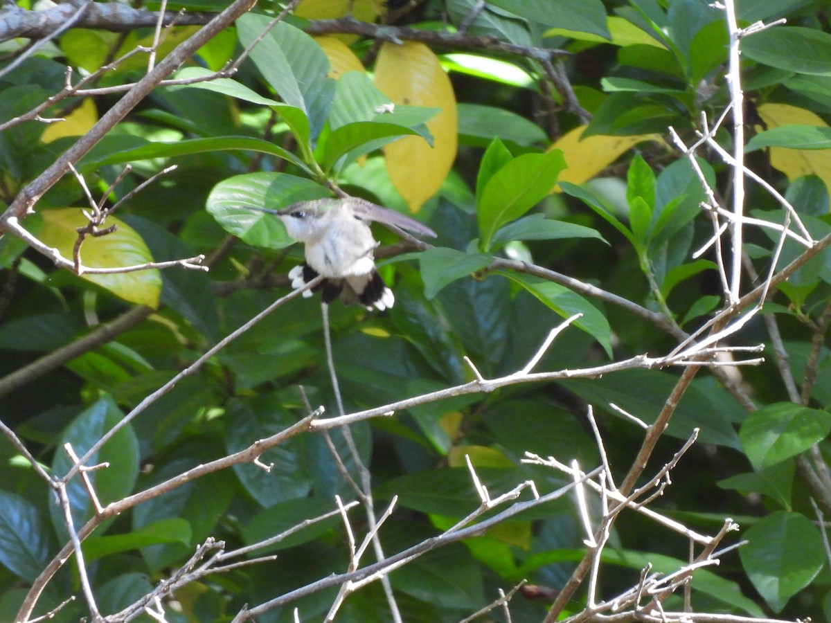 Ruby-throated Hummingbird - ML644092448