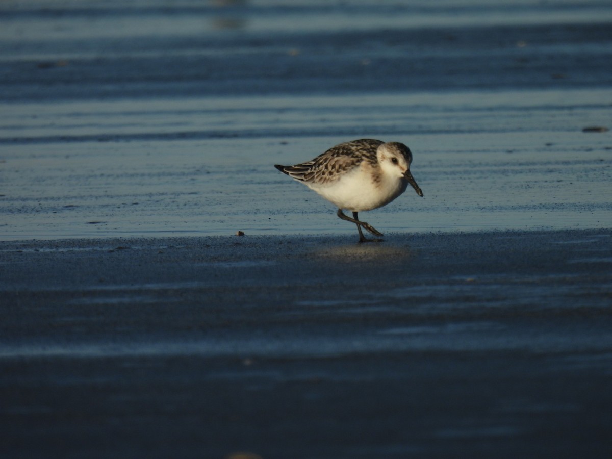 三趾濱鷸 - ML644092455