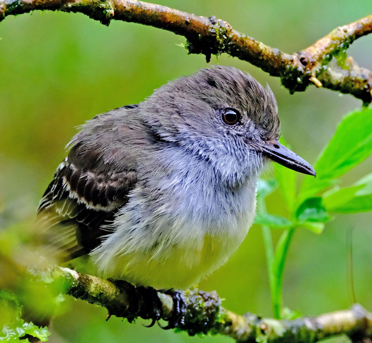 Pale-edged Flycatcher - ML644092462
