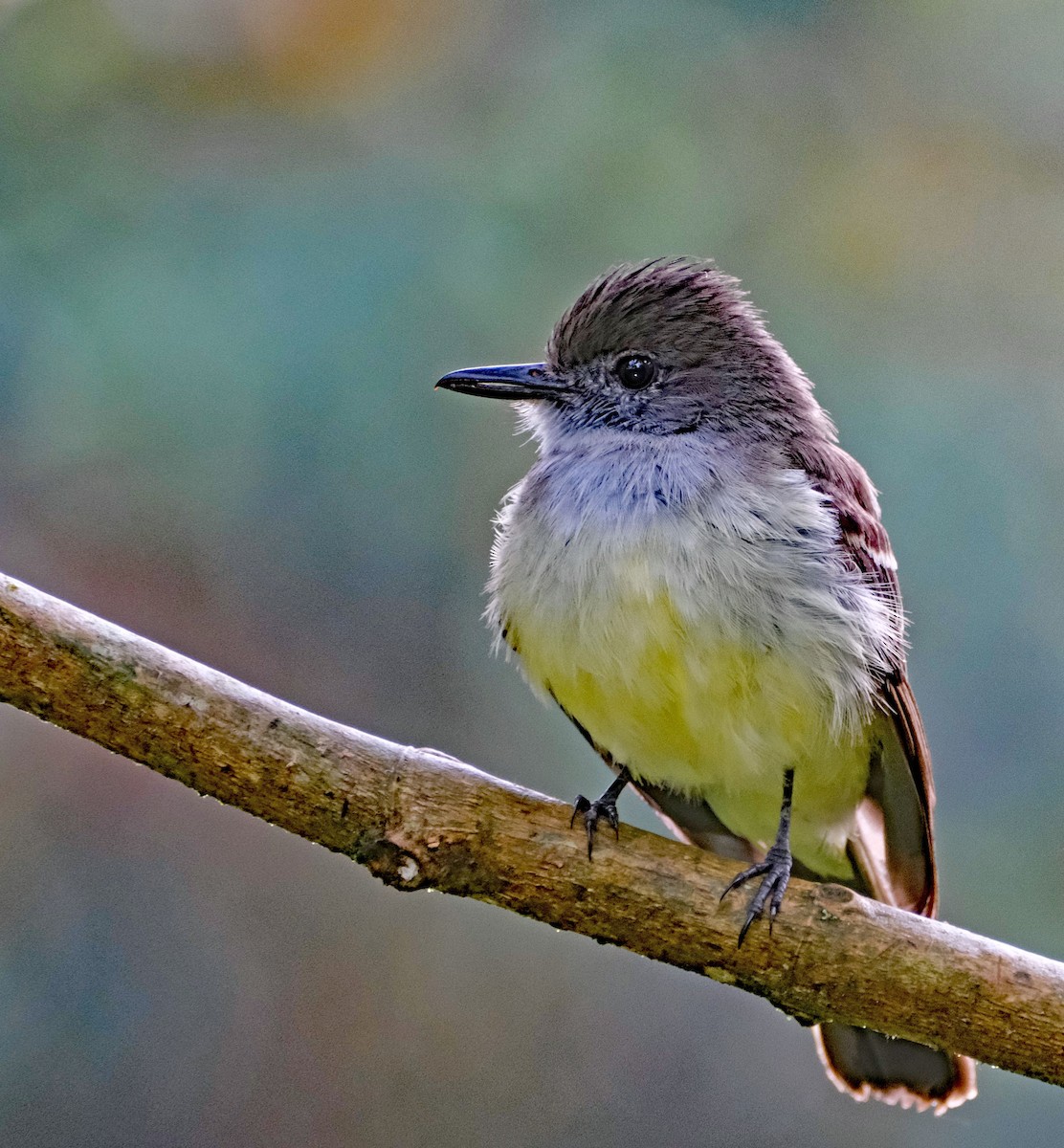 Pale-edged Flycatcher - ML644092463