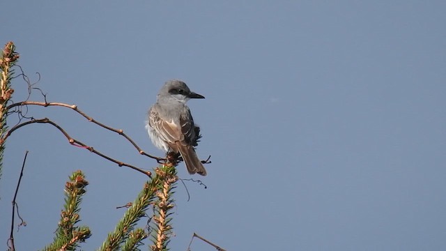 Gray Kingbird - ML644092471