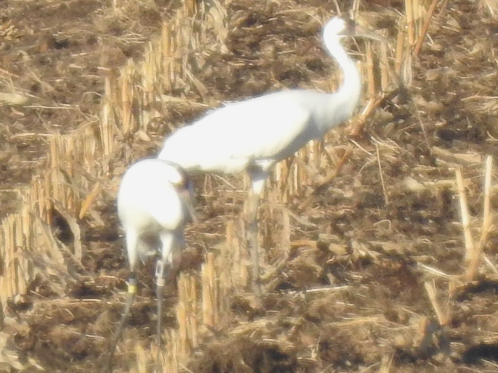 Kurrilo zuria - ML644092473