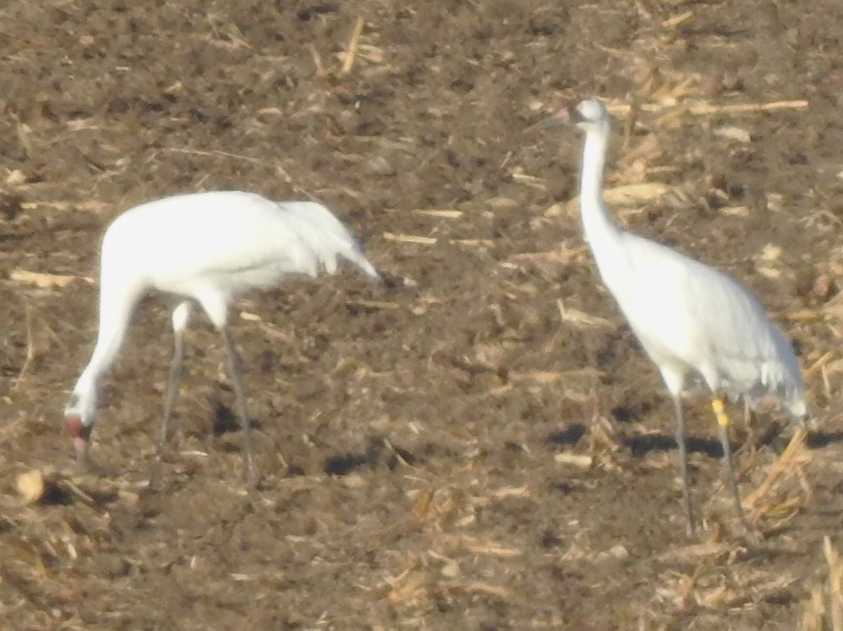 Kurrilo zuria - ML644092474