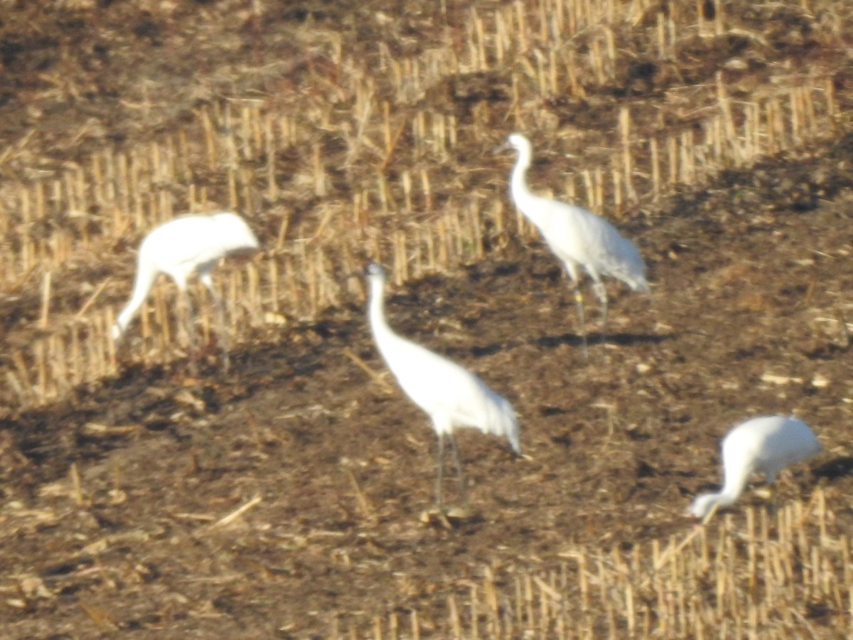 Kurrilo zuria - ML644092475