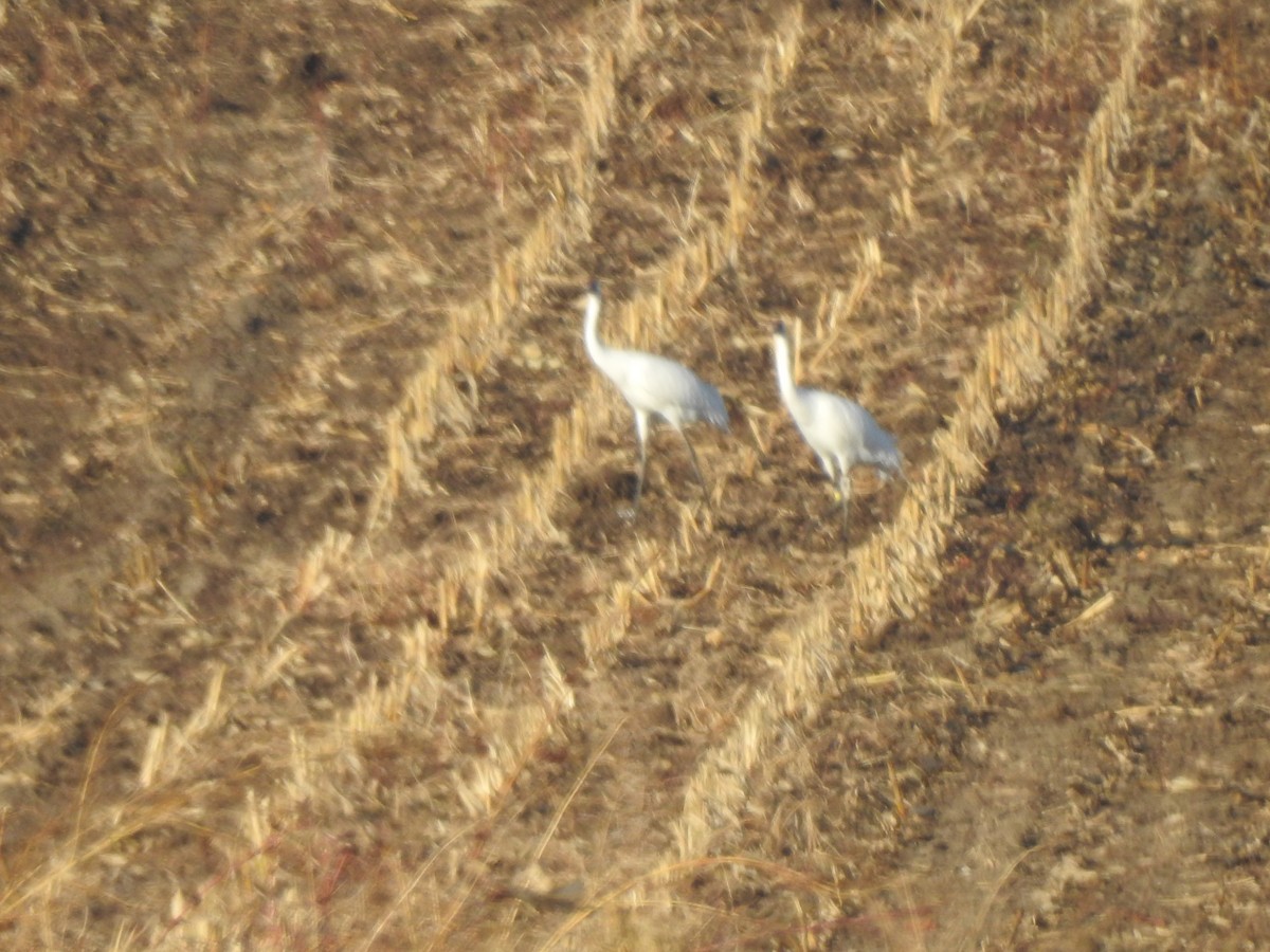 Kurrilo zuria - ML644092476