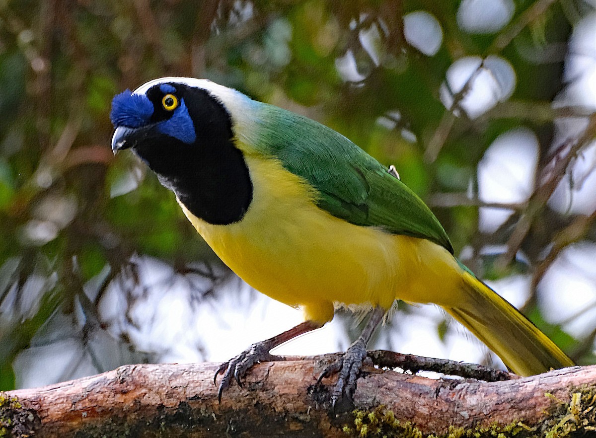 Green Jay (Inca) - ML644092487