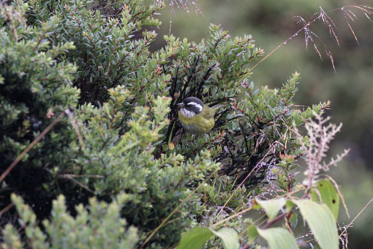 Sooty-capped Chlorospingus - ML644092498