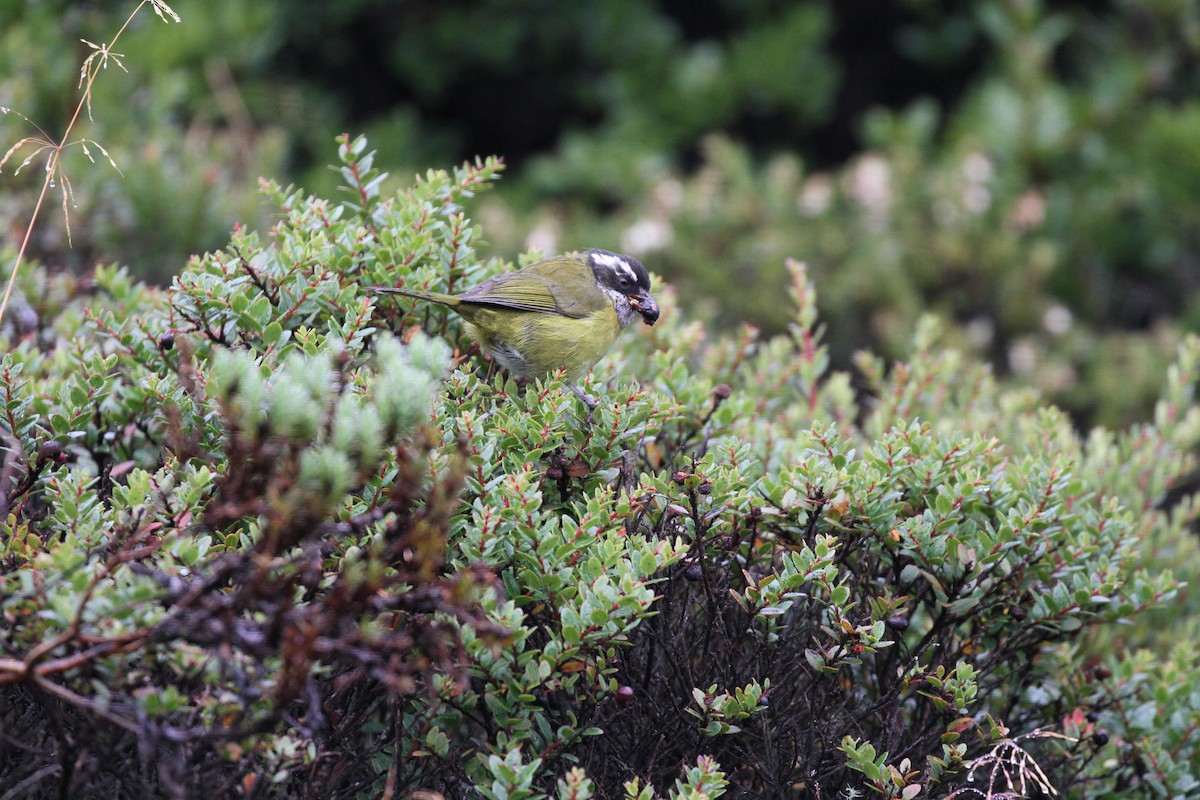 Sooty-capped Chlorospingus - ML644092499
