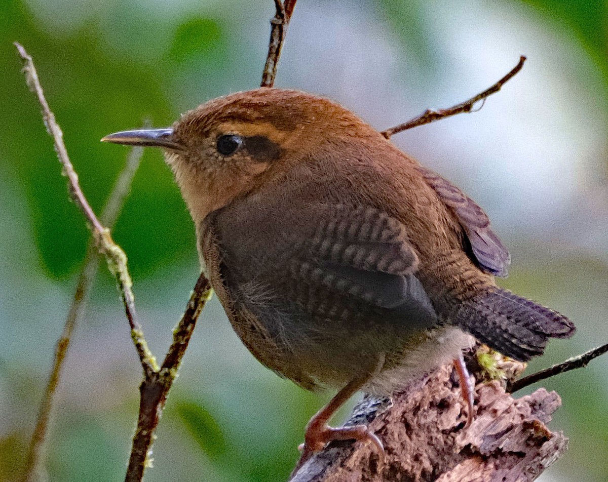 Mountain Wren - ML644092501