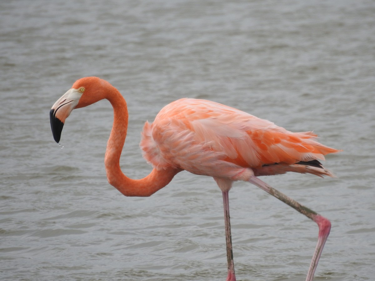 Flamant des Caraïbes - ML644092506