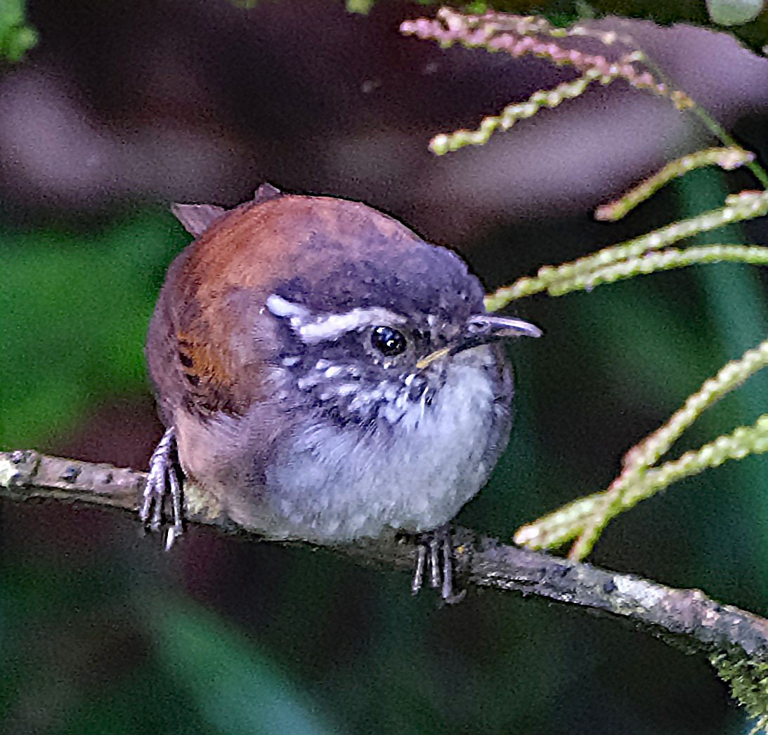 Gray-breasted Wood-Wren - ML644092523