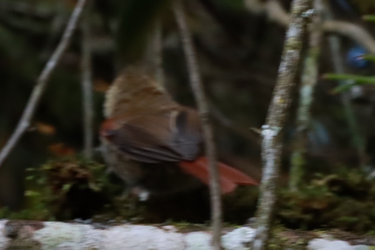 Olive Spinetail - ML644092555