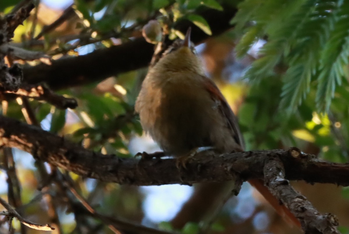 Olive Spinetail - ML644092556