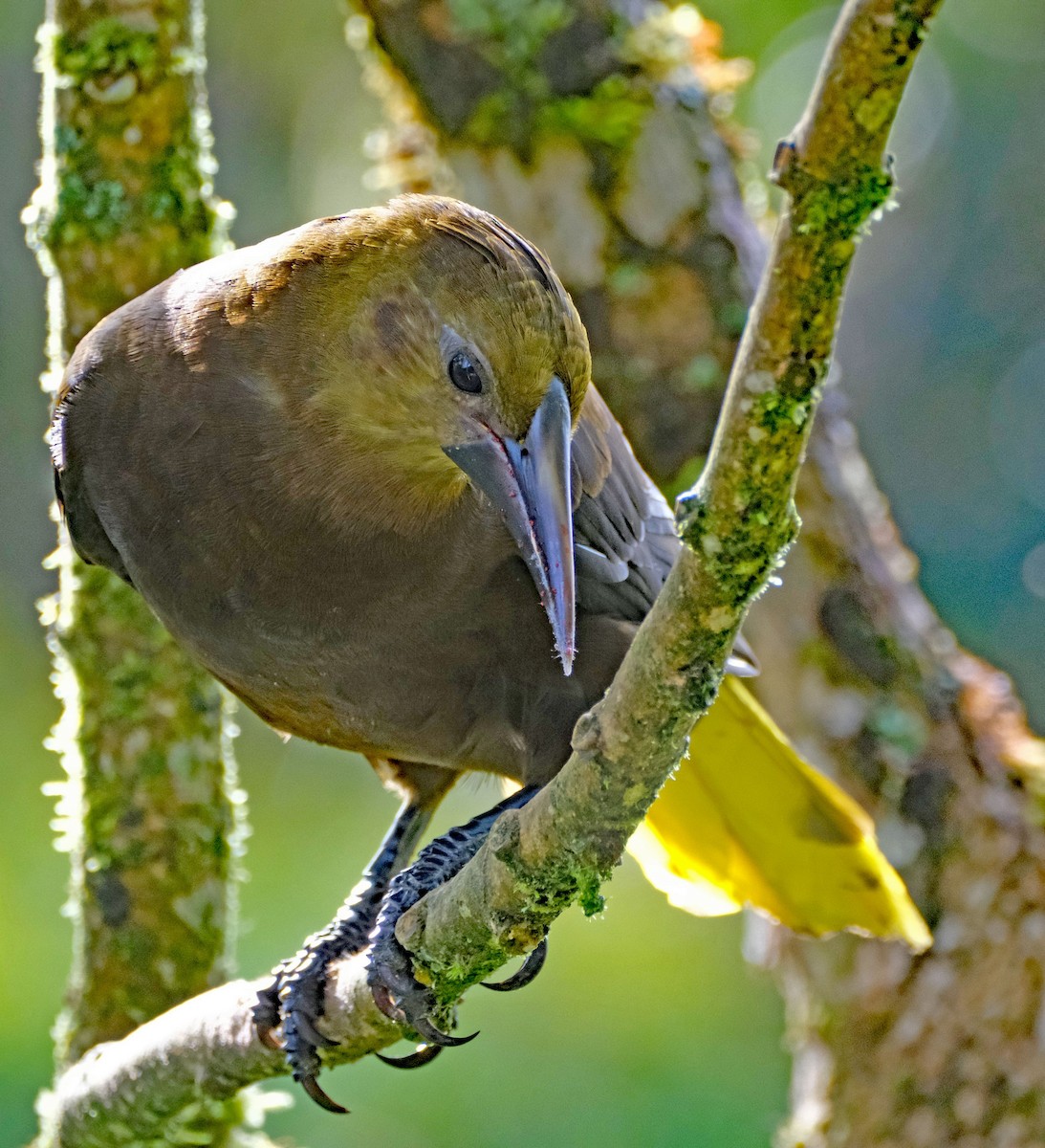 Russet-backed Oropendola - ML644092563