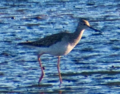 Greater Yellowlegs - ML644092564