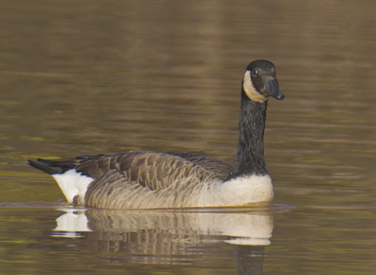 Canada Goose - ML644092583