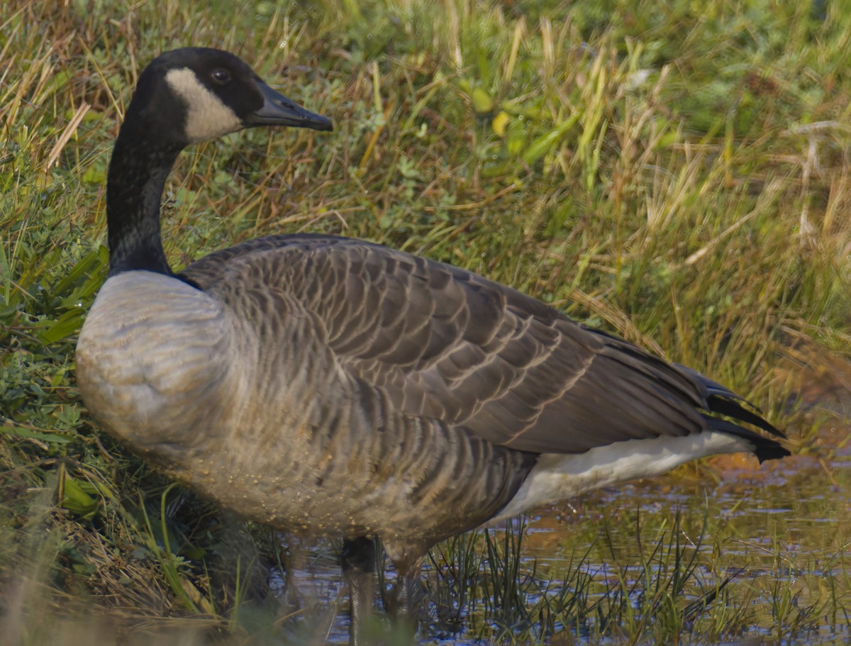 Canada Goose - ML644092584