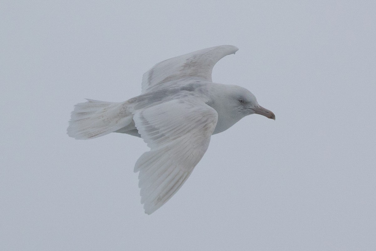 Ipar-kaioa - ML644092586