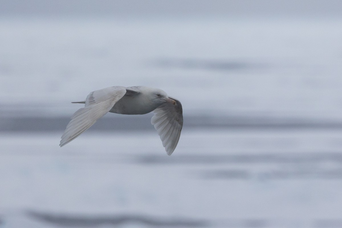 Ipar-kaioa - ML644092587