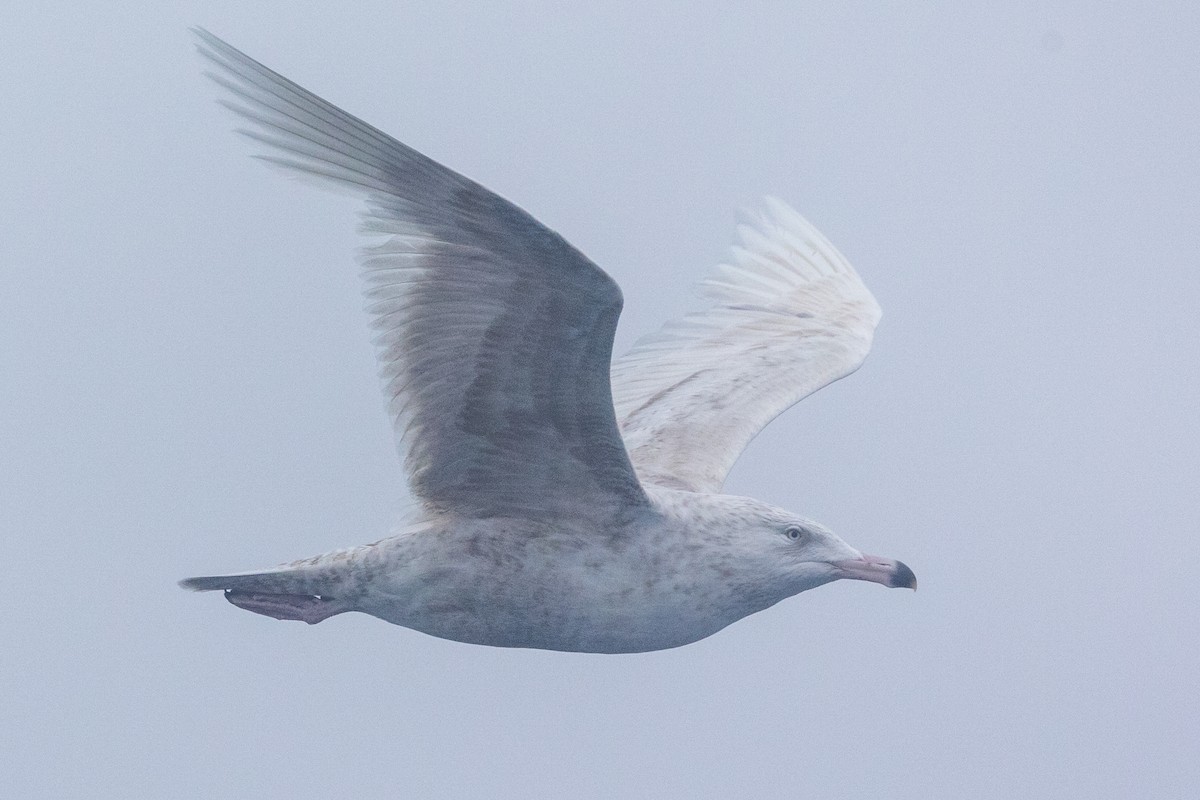 Ipar-kaioa - ML644092588