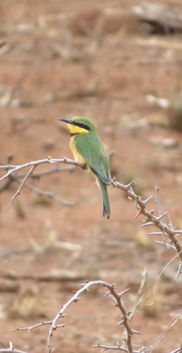 Бджолоїдка карликова - ML644092592