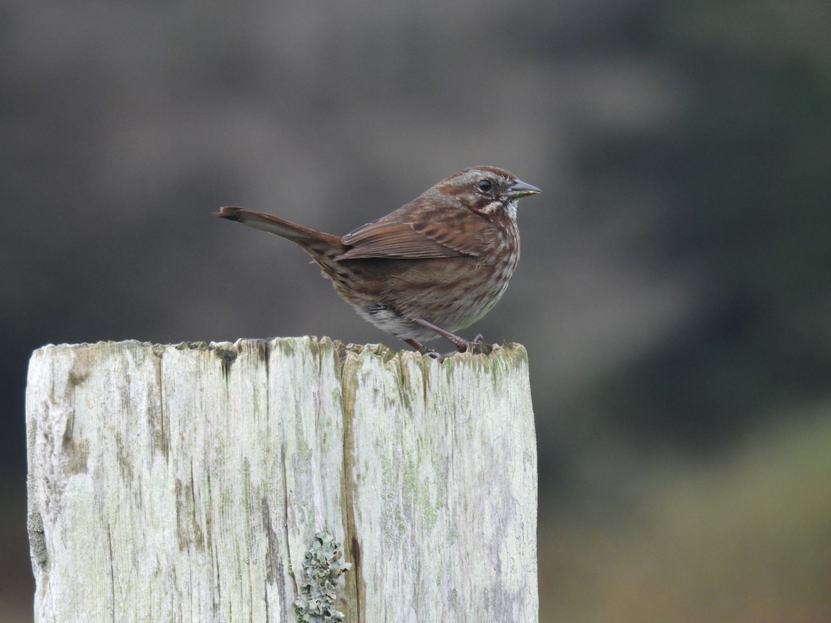 Song Sparrow - ML644092606