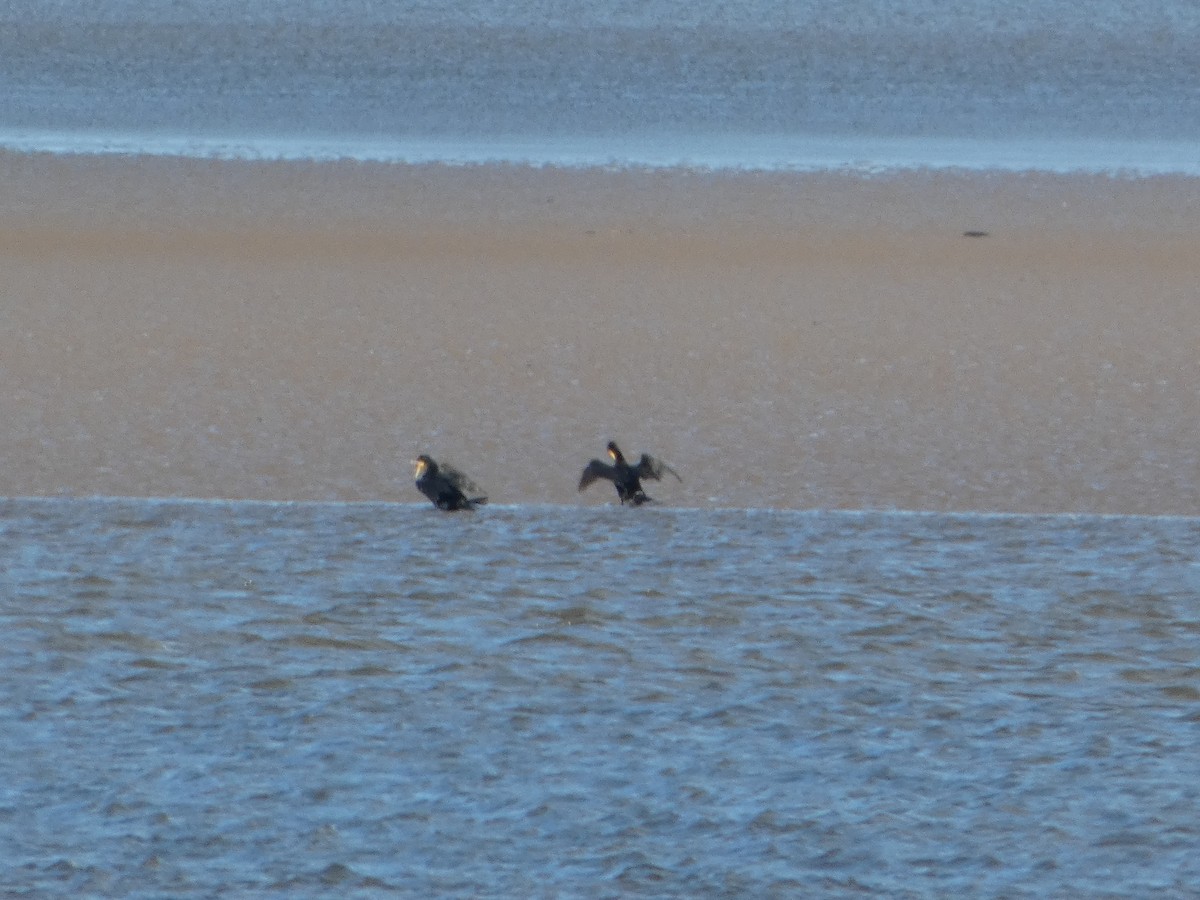 Great Cormorant - ML644092609