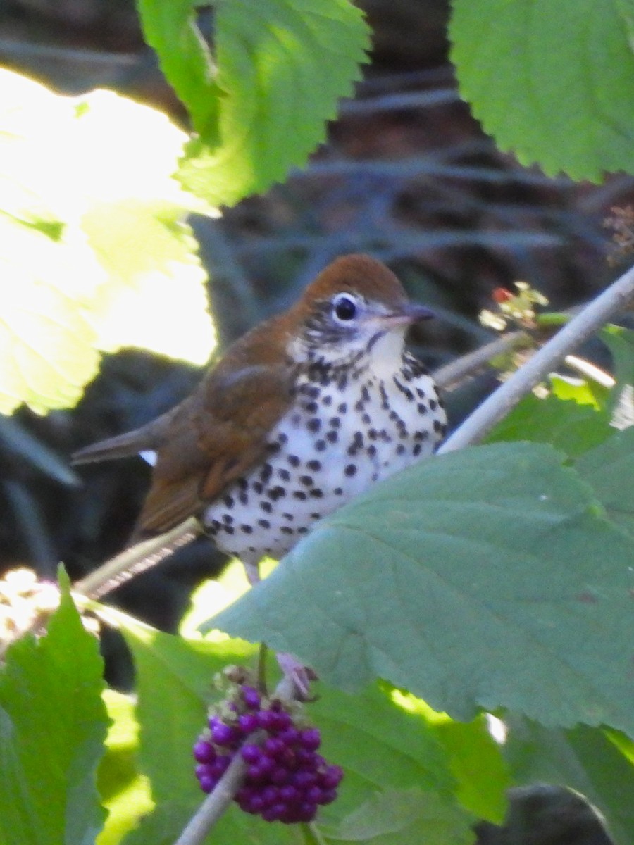Wood Thrush - ML644092615