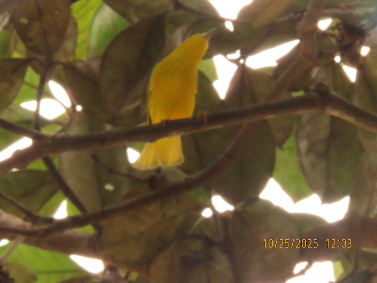 Yellow Warbler - ML644092617