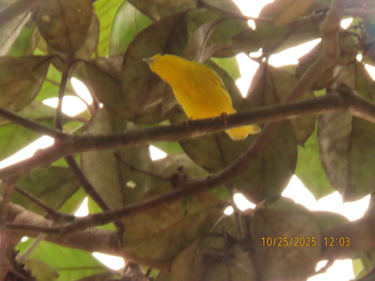Yellow Warbler - ML644092618