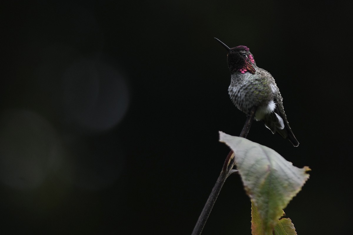 Anna's Hummingbird - ML644092622