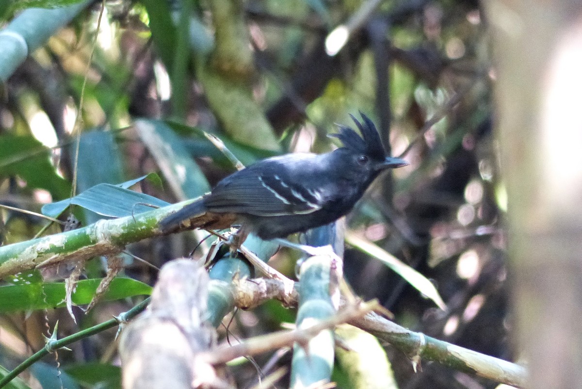 White-lined Antbird - ML644092638
