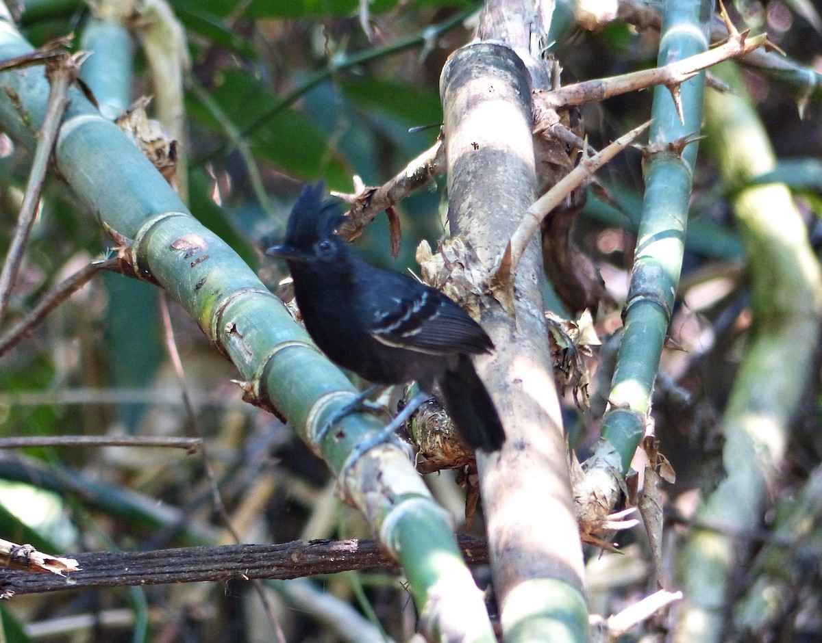 White-lined Antbird - ML644092639