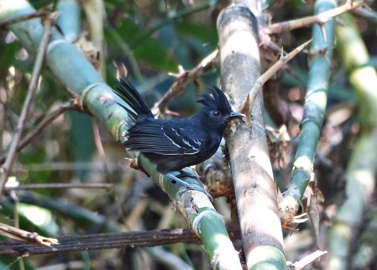 White-lined Antbird - ML644092640
