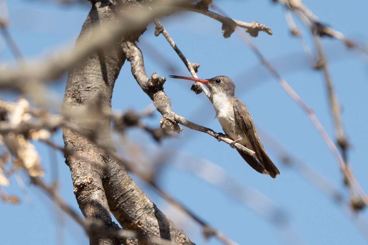 Violet-crowned Hummingbird - ML644092644