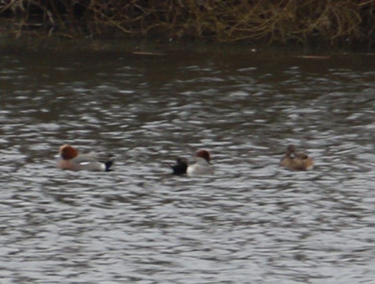 Цахиур бохио - ML644092645