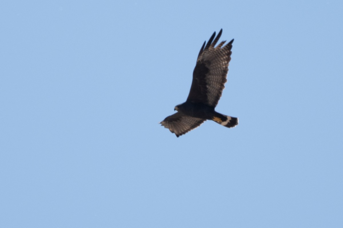 Zone-tailed Hawk - ML644092651