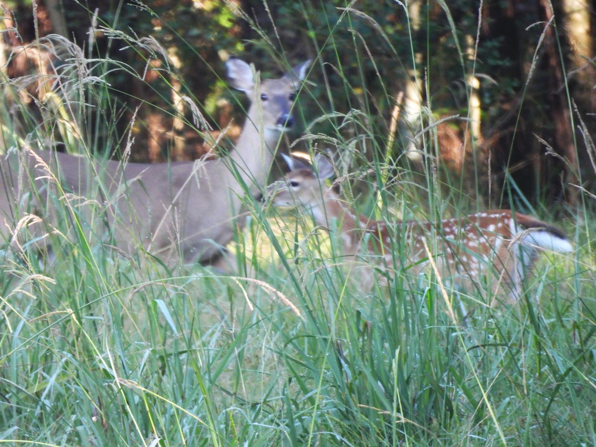 White-tailed Deer - ML644092656