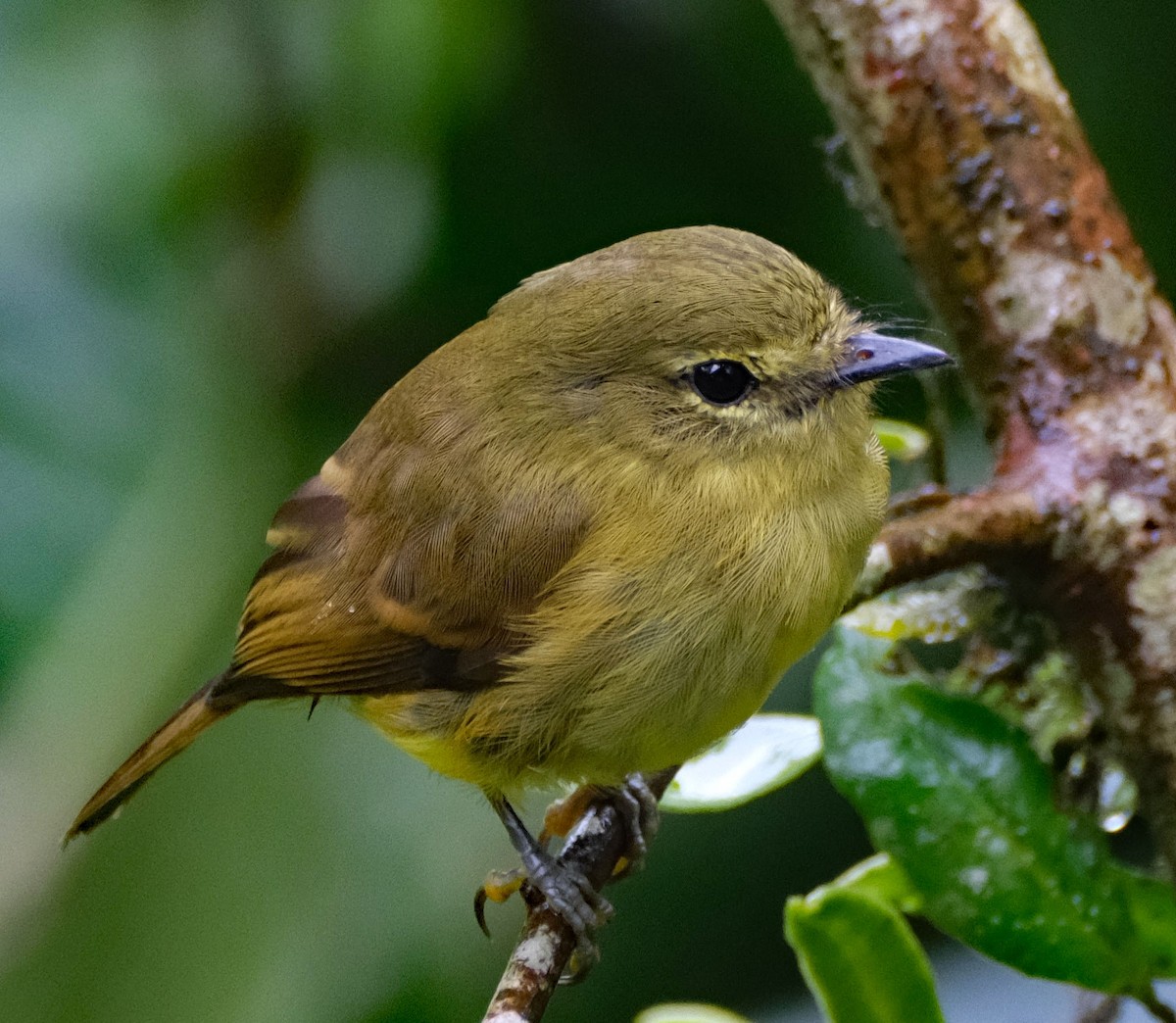 Flavescent Flycatcher - ML644092671