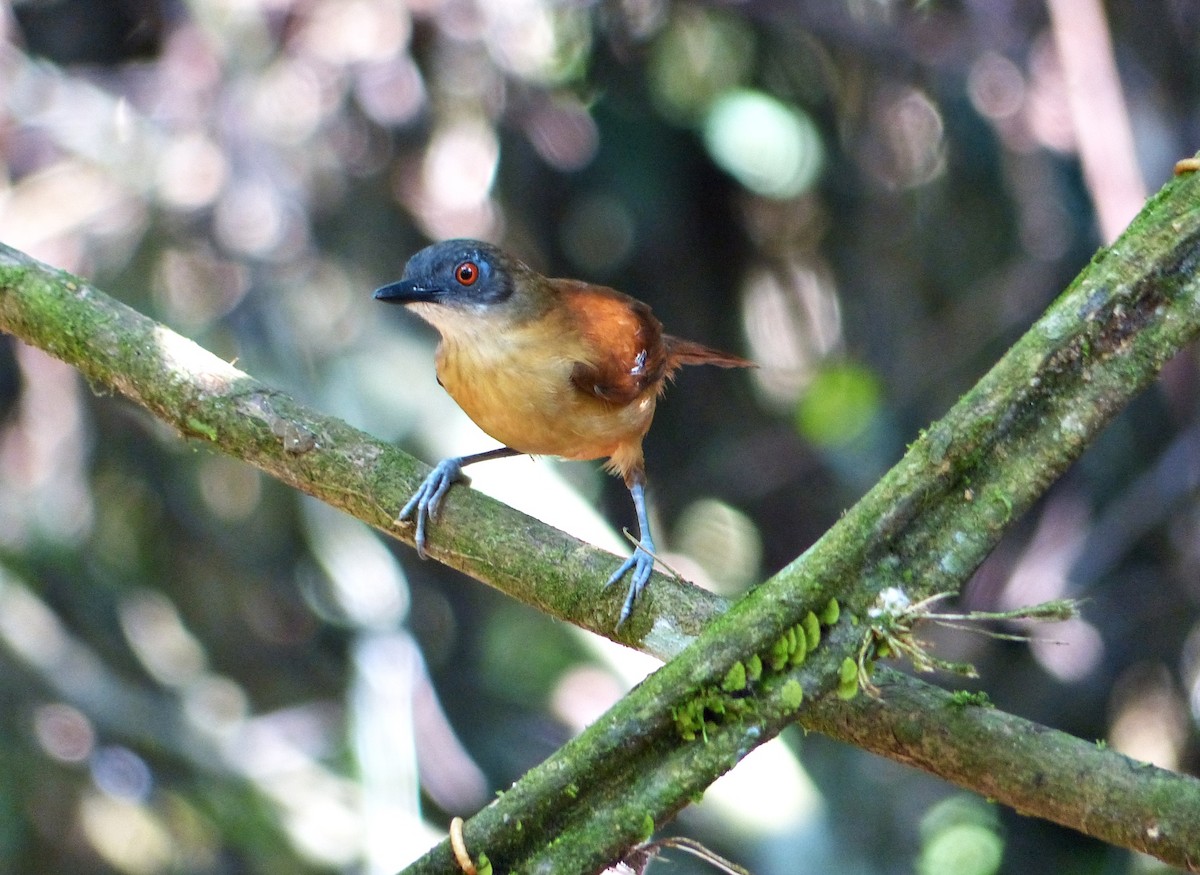 Goeldi's Antbird - ML644092678
