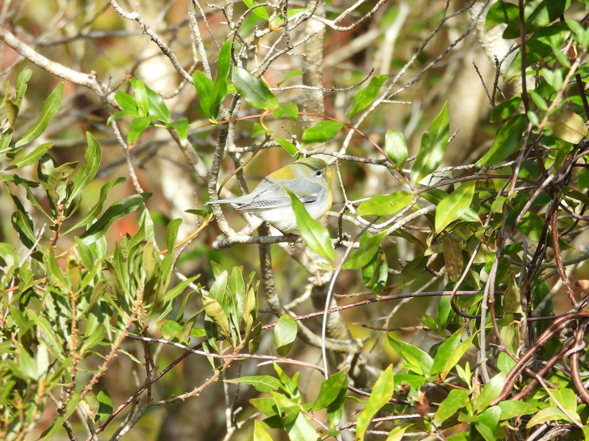 Northern Parula - ML644092693