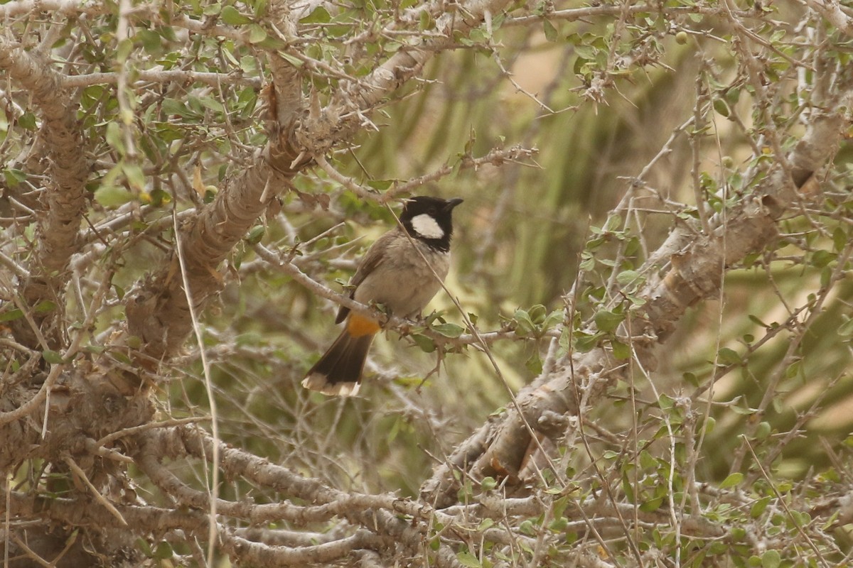 シロミミヒヨドリ - ML644092695