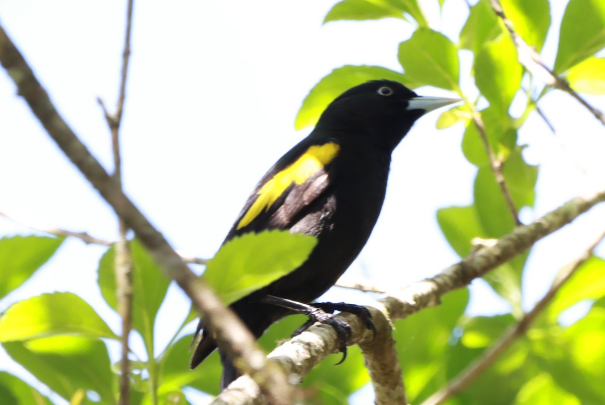 Golden-winged Cacique - ML644092702