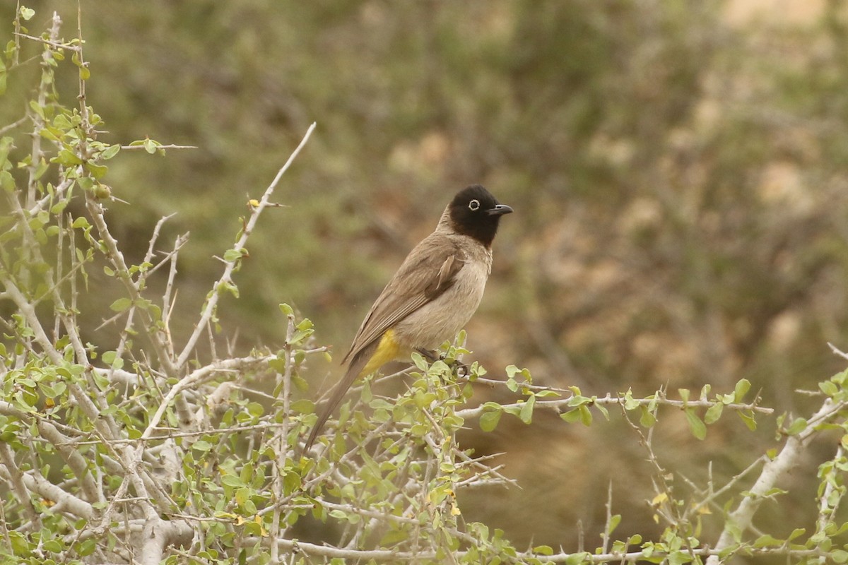 White-spectacled Bulbul - ML644092706