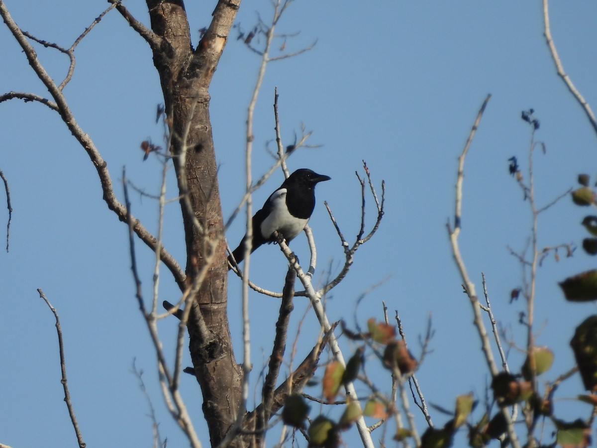 Black-billed Magpie - ML644092714
