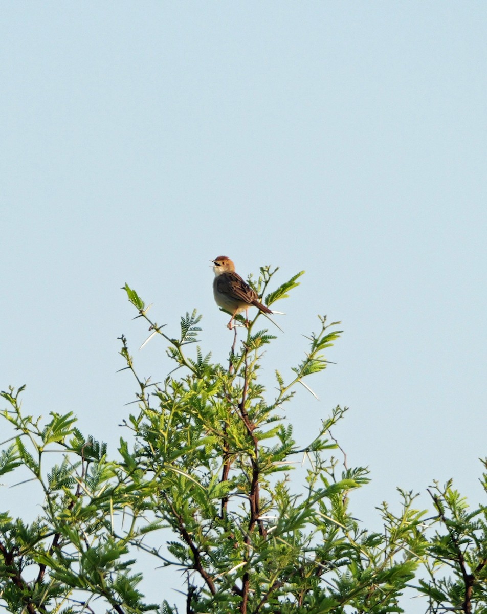 Rattling Cisticola - ML644092716