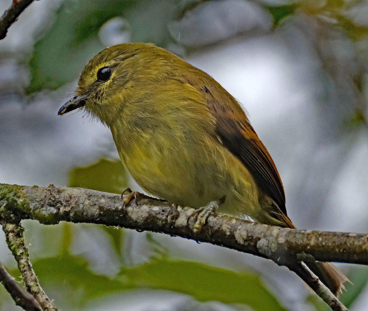 Flavescent Flycatcher - ML644092752