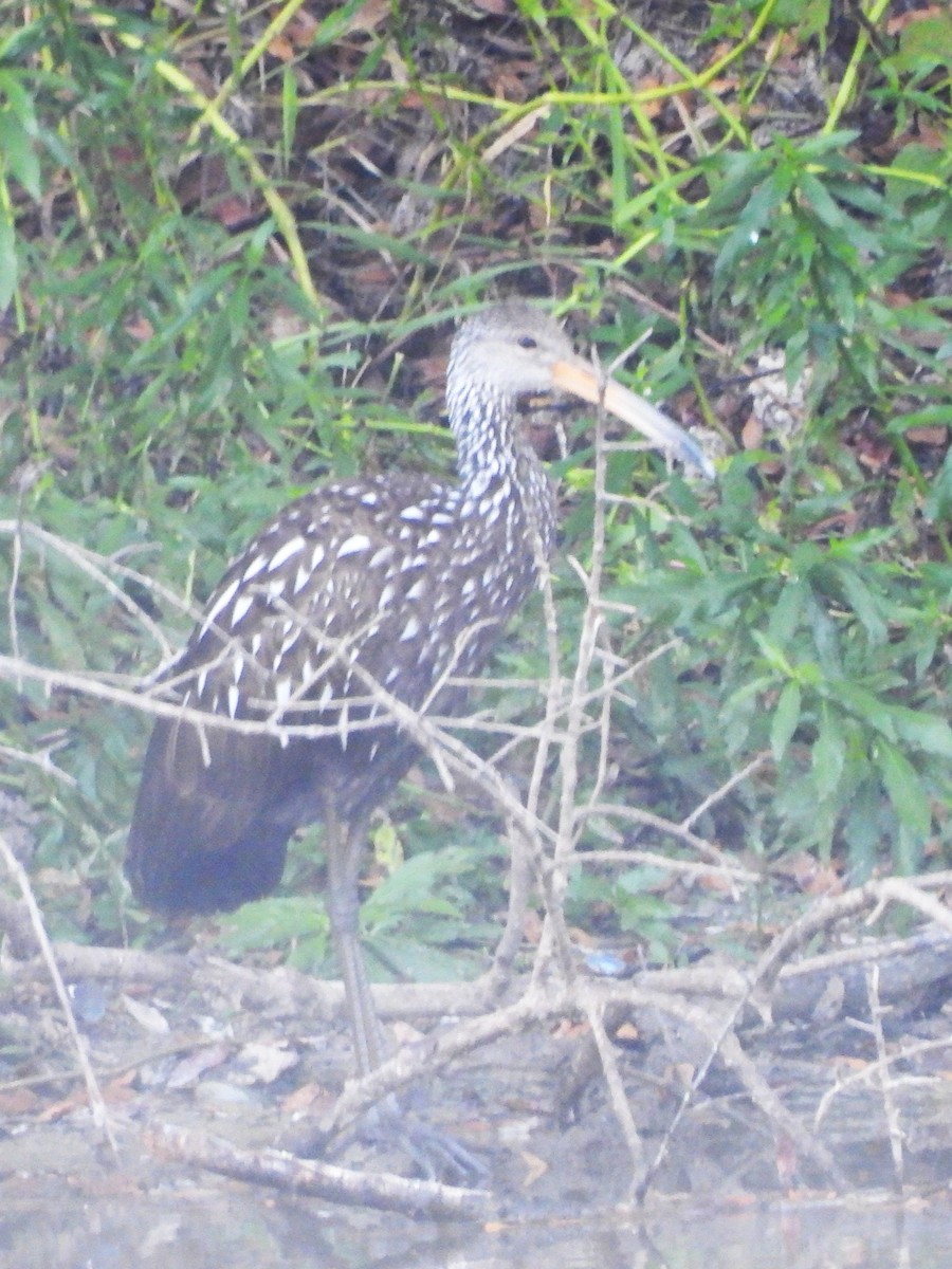 Limpkin - ML644092765