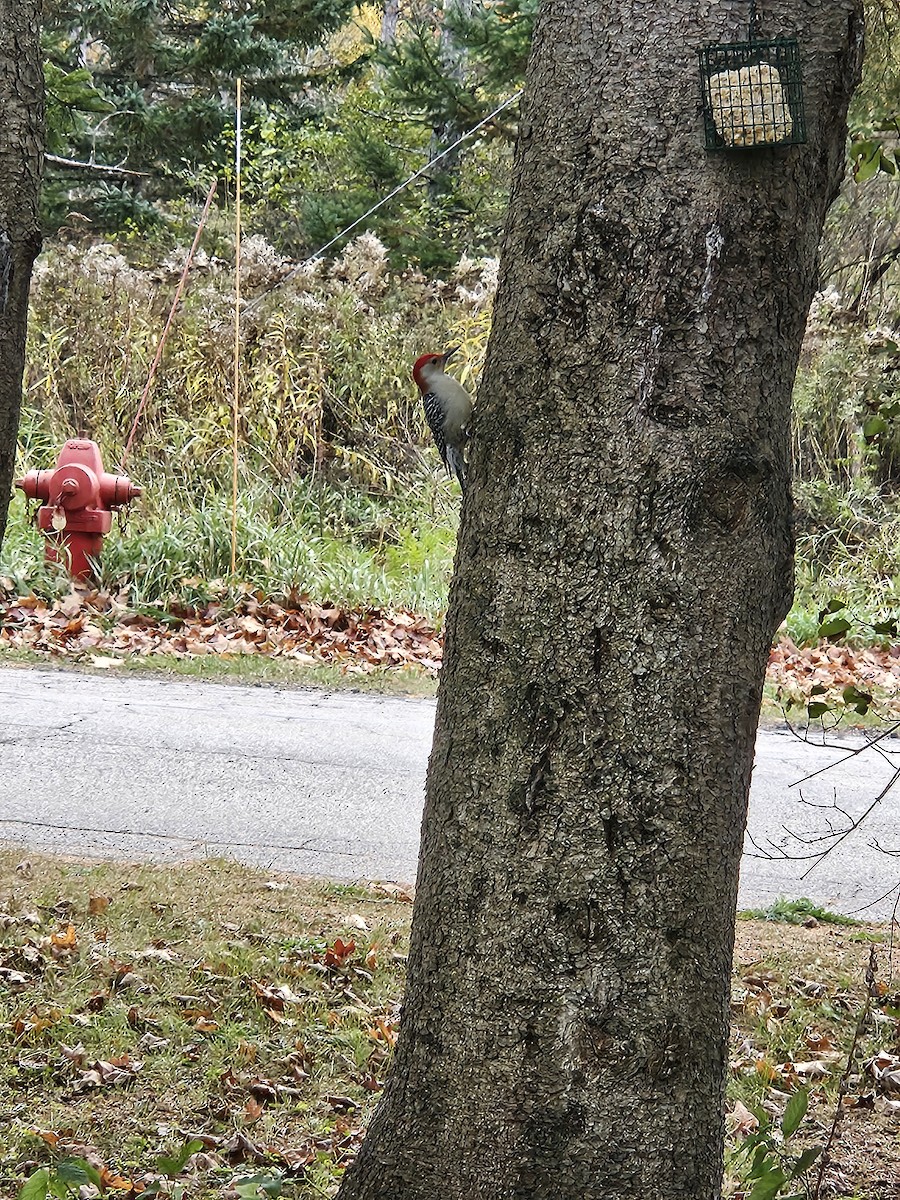 Red-bellied Woodpecker - ML644092779