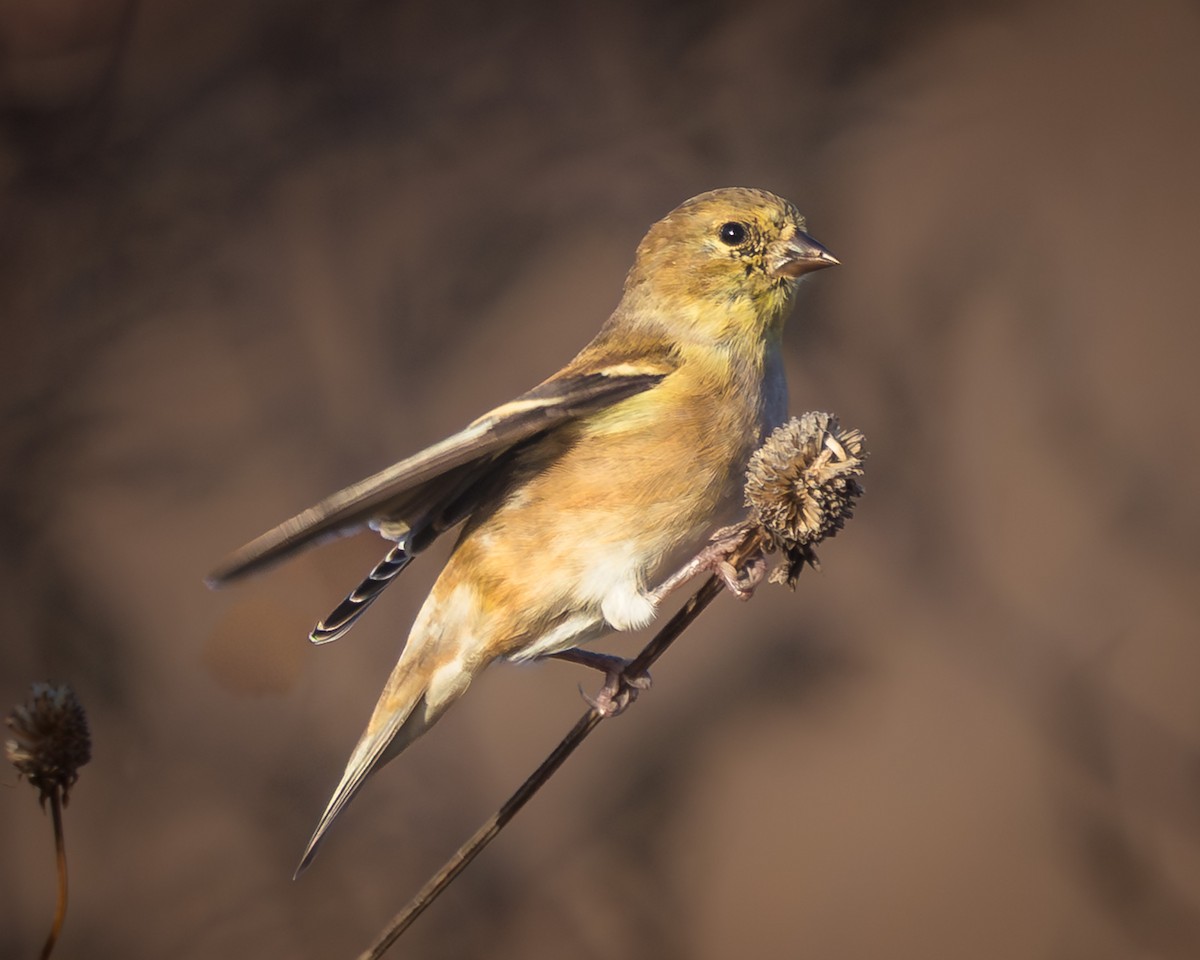 American Goldfinch - ML644092782